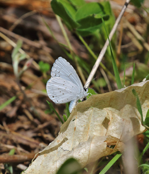 Appalachian Azure